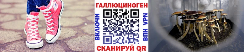 Галлюциногенные грибы GOLDEN TEACHER  цены   Холм 